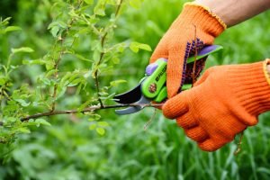 entreprise de jardinage Rennes