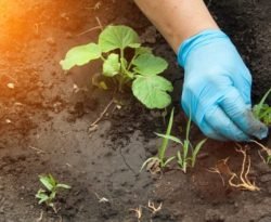 entreprise désherbage des massifs et jardin 35 Rennes