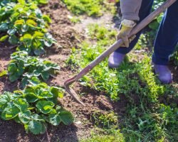 Entreprise création et entretien potager 35