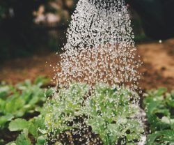 entreprise jardinage pas cher ille et vilaine 35