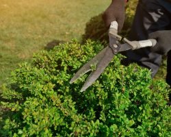 Entreprise jardin taille d'arbustes Ille et Vilaine 35