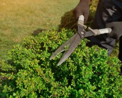 Entreprise jardin taille d’arbustes Ille et Vilaine 35 Entreprise jardin taille d'arbustes Ille et Vilaine 35